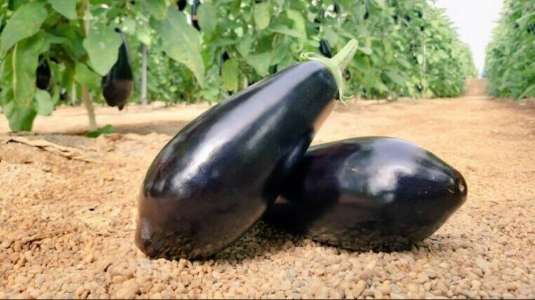 semillas-fito-berenjena-vanesa|vanesa-gines-gomez|semillas-fito-berenjena-vanesa